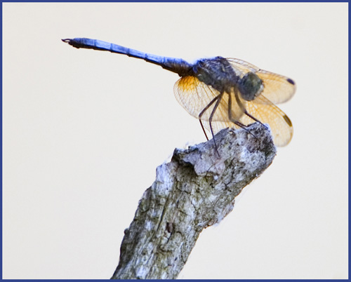 Dragonfly Up Close