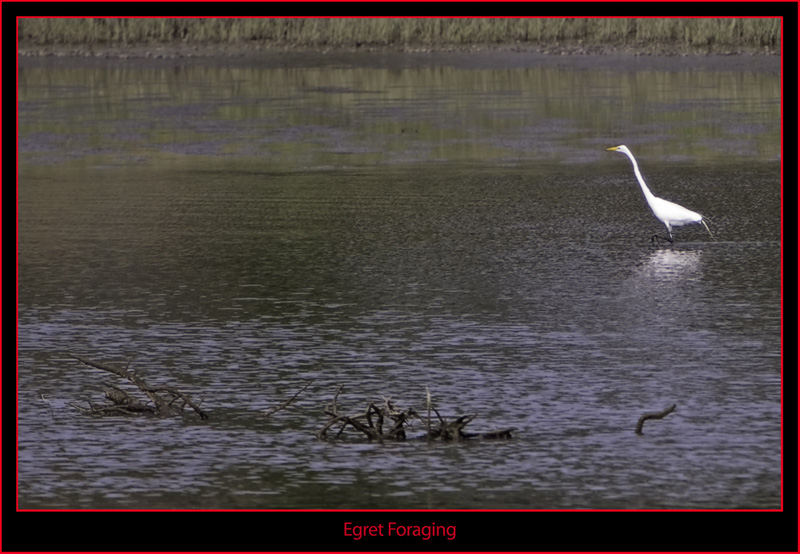 Wading Egret