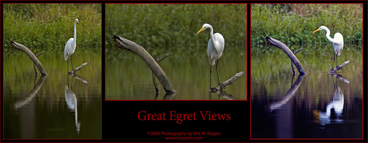 Great Egret Views