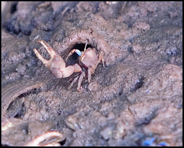 Fiddler Crab at Home