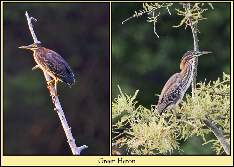 Green Heron Views