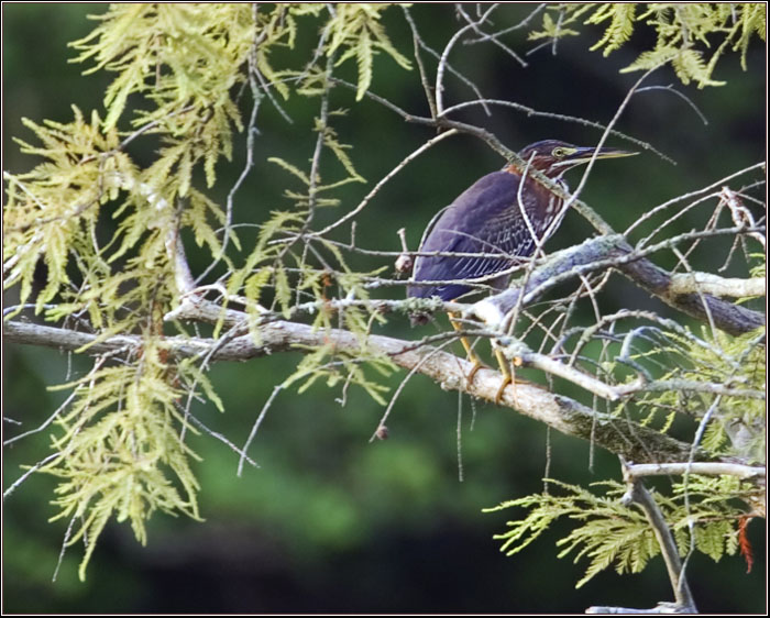 Green Heron in Tree