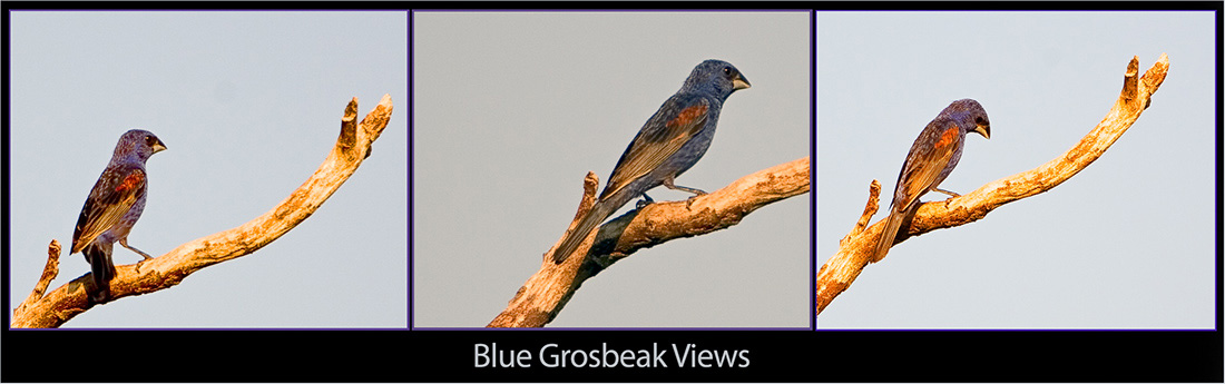 The Blue Grosbeak