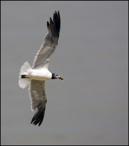 Flying Gull with Small Fish