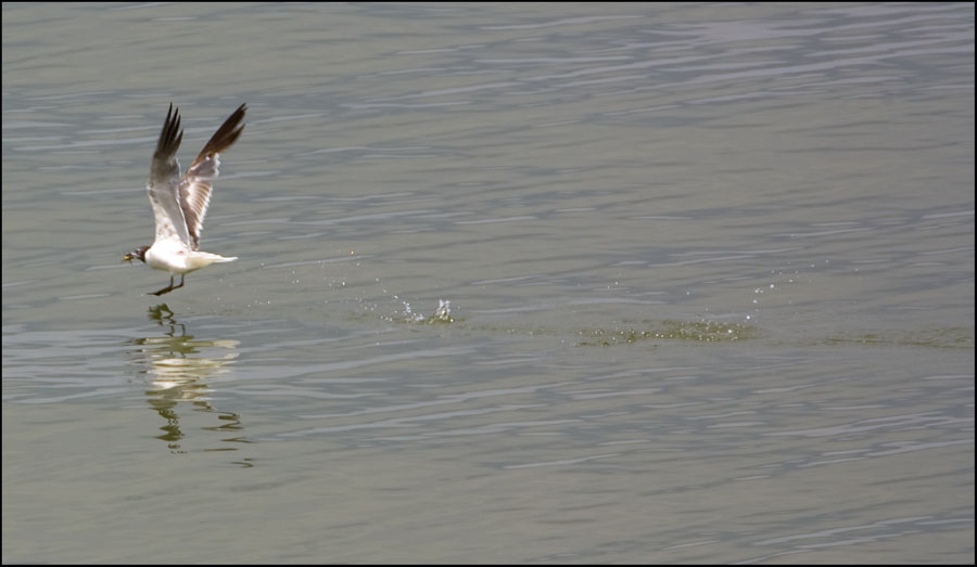 Gull on the Hunt