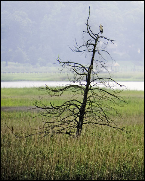 Heron On One Leg