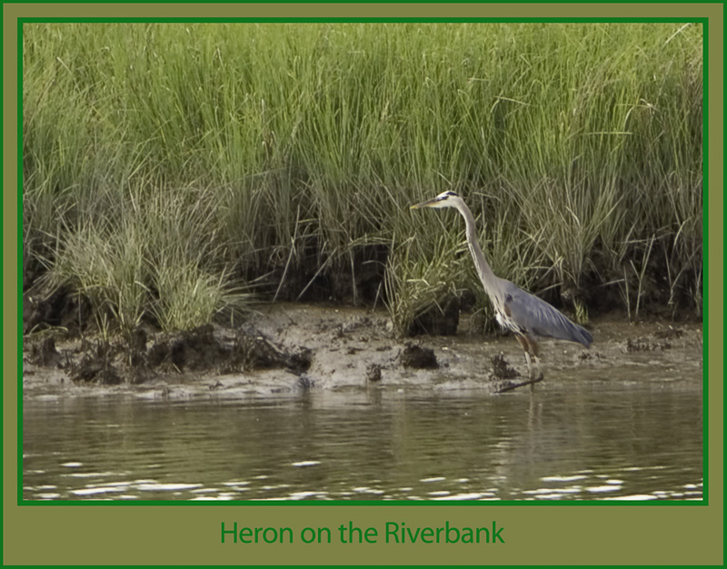 Great Blue Heron