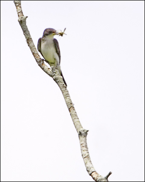 Eastern Kingbird with Grasshopper