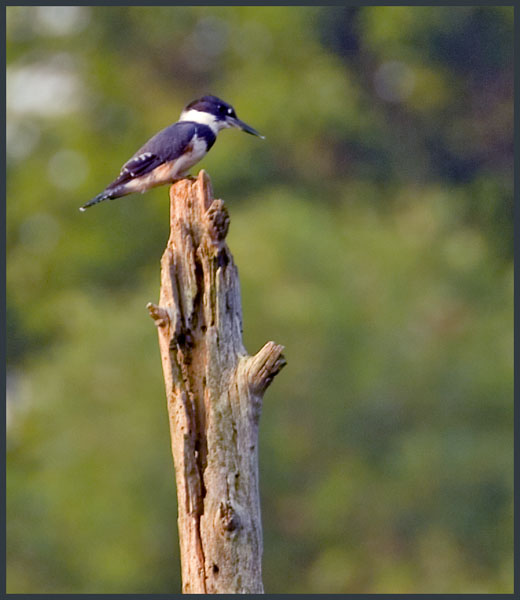 Kingfisher on Dead Tree