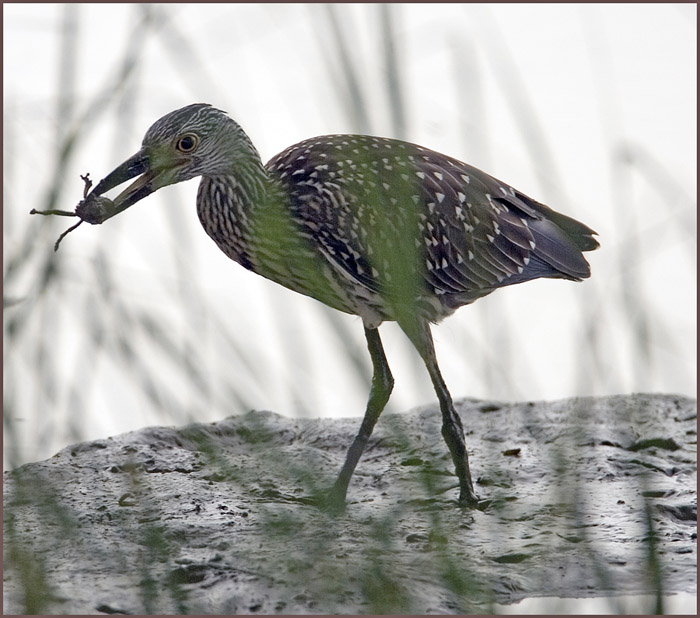 Yellow-crowned Night Heron with a Fiddler Crab Breakfast