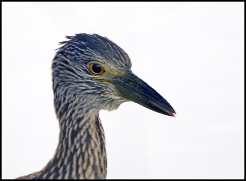 Headshot of the Marsh Hen