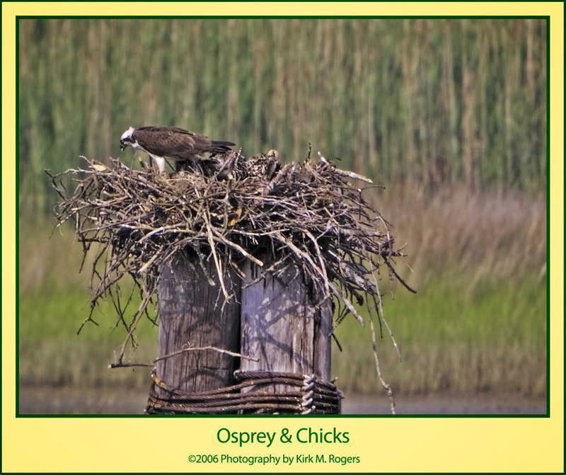 Mother Osprey & Chicks