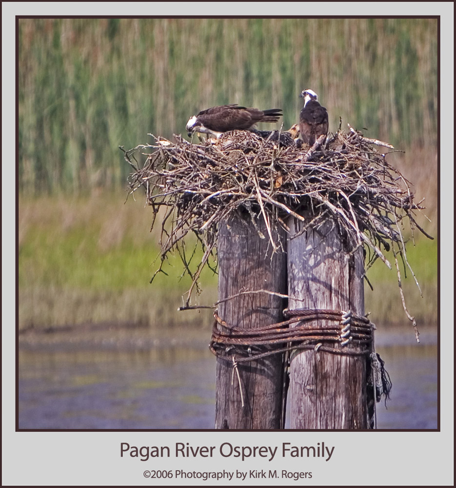 The Osprey Family