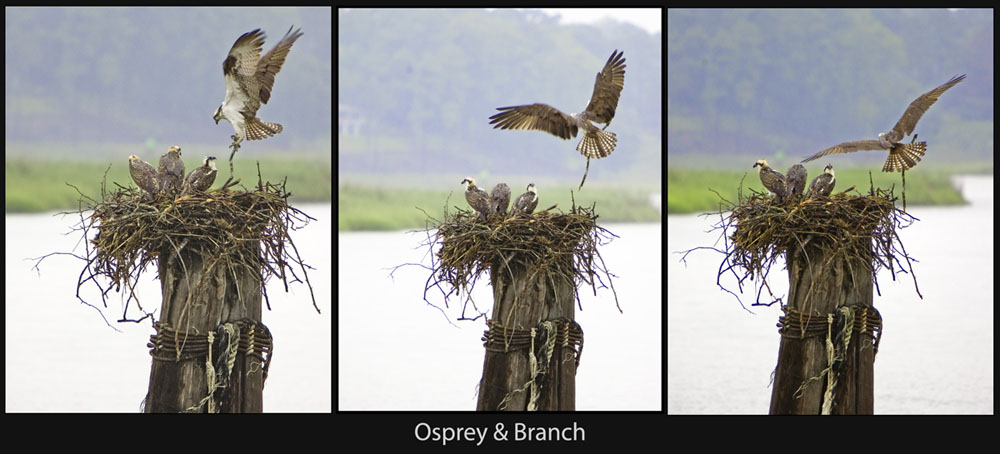 The Osprey Nest - Father with Branch