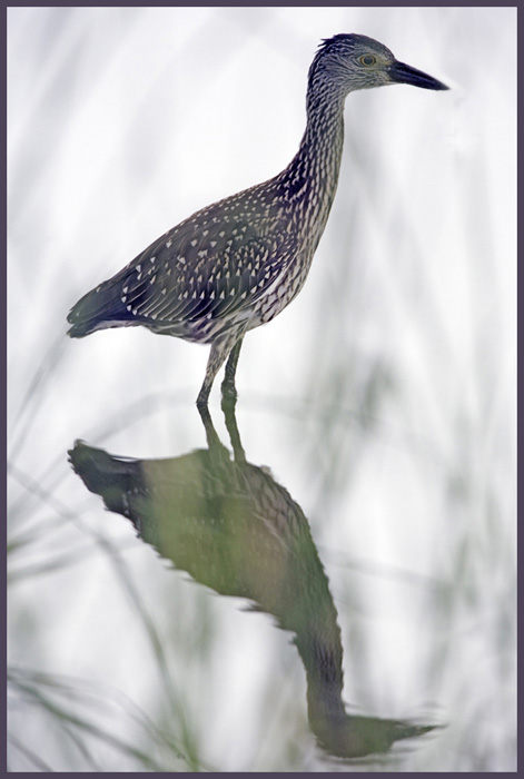 Yellow-crowned Night Heron & Reflection - Hunting Crabs
