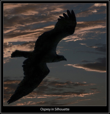 Osprey in Silhouette
