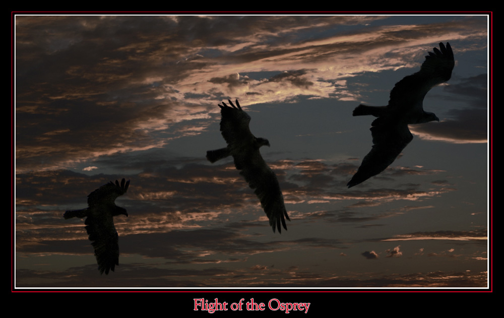 Flight of the Osprey