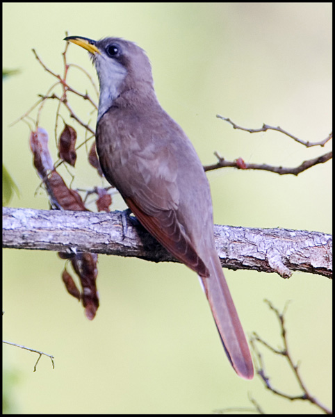 Yellow Billed Cuckoo