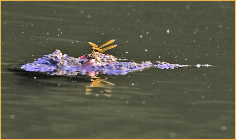 Dragonfly on High Ground