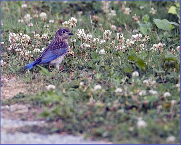 Immature Bluebird