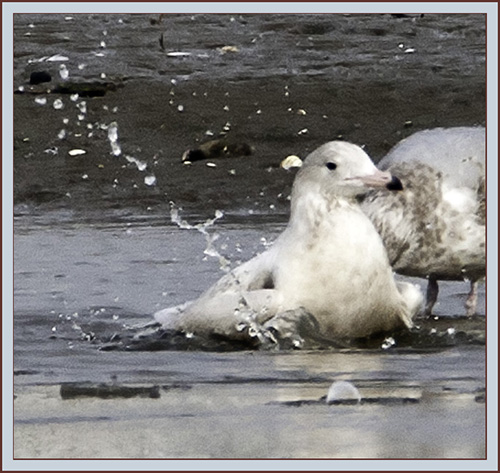 Glaucous Gull