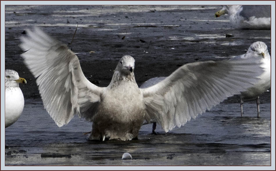 Iceland Gull