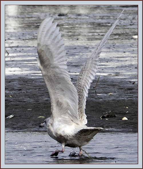 Iceland Gull