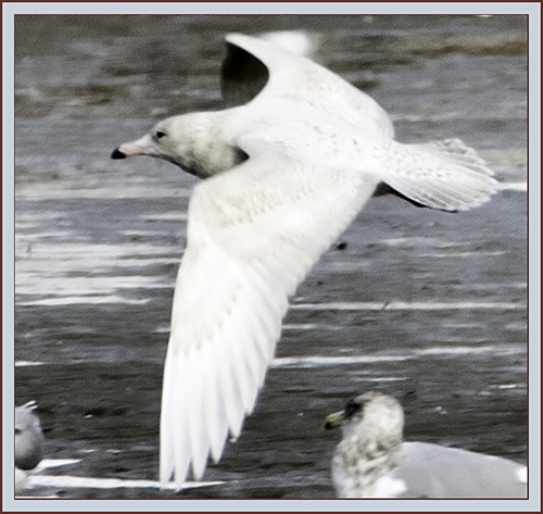 Glaucous Gull