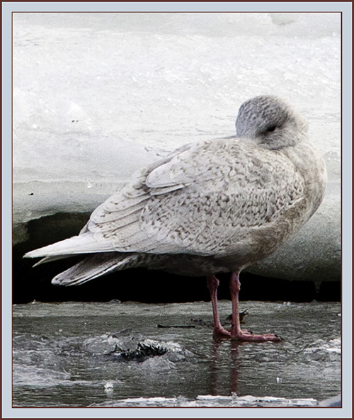 Iceland Gull