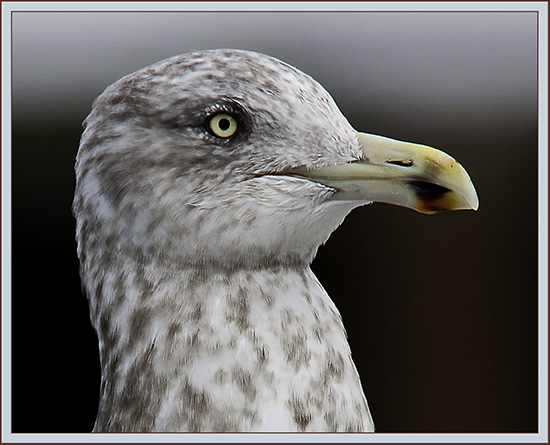 Herring Gull