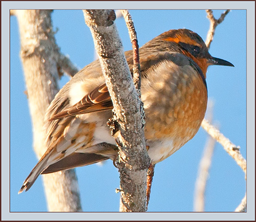 Varied Thrush