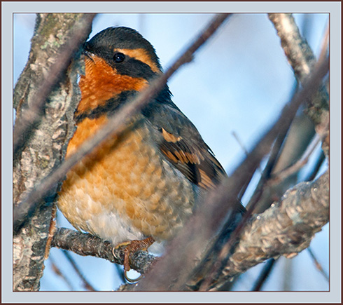 Varied Thrush