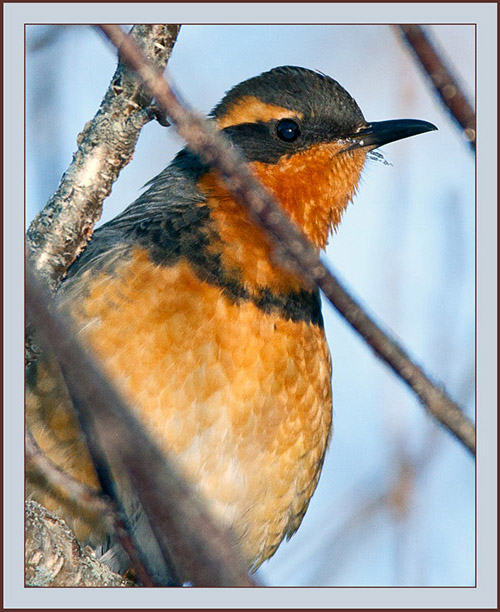 Varied Thrush