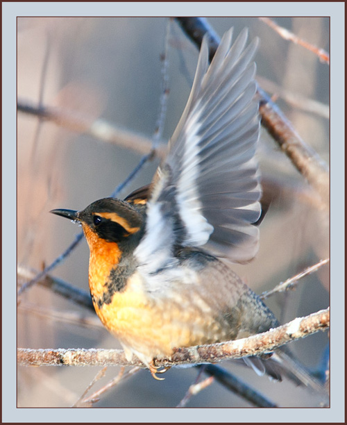 Varied Thrush