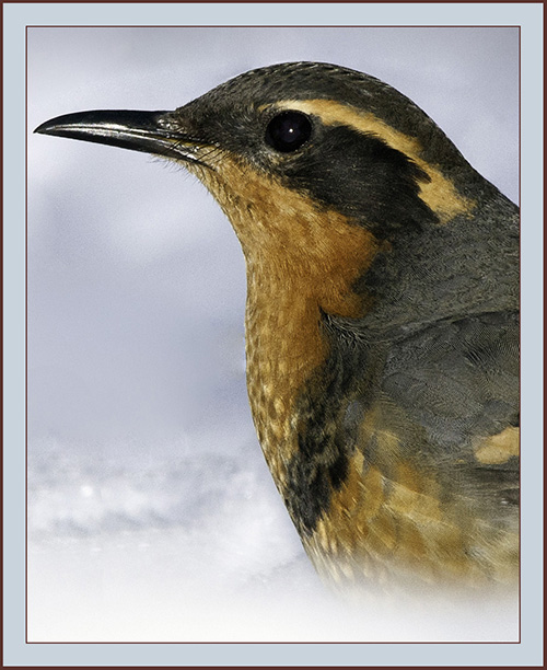 Varied Thrush