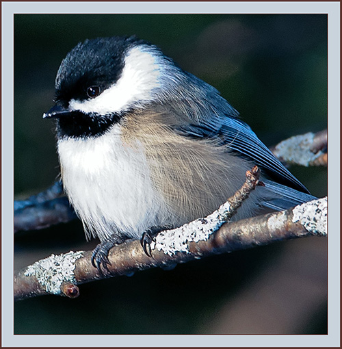 Black-capped Chickadee