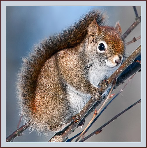 Red Squirrel