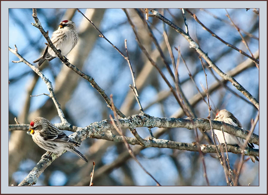 Common Redpolls