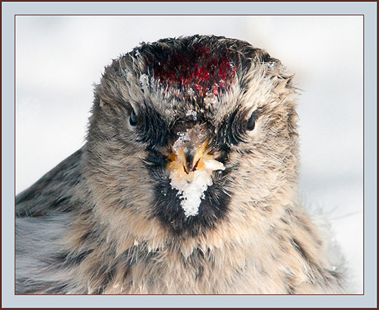 Hoary Redpoll