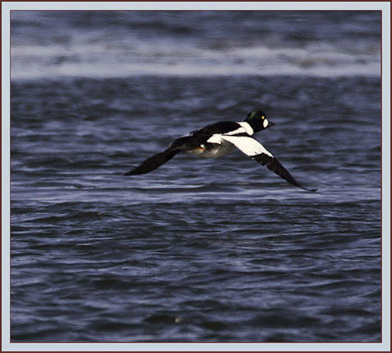 Common Goldeneye Flyby