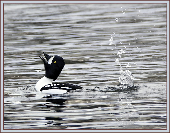 Barrow's Goldeneye