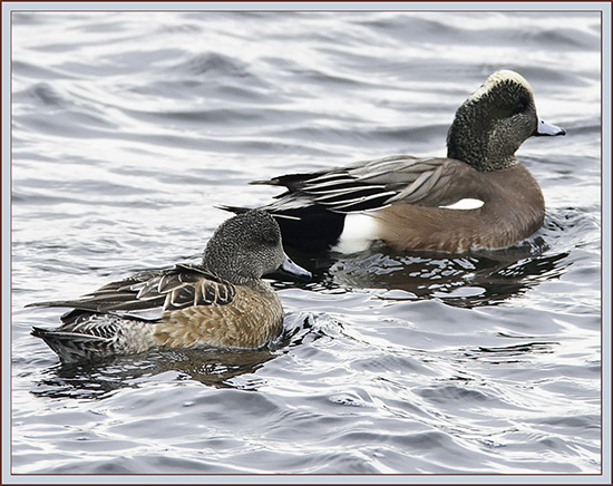 American Wigeon - Camp Ellis, Saco, Maine