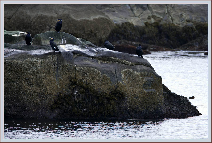 Great Cormorants