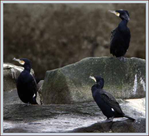 Great Cormorants