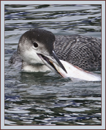Common Loon with Flounder