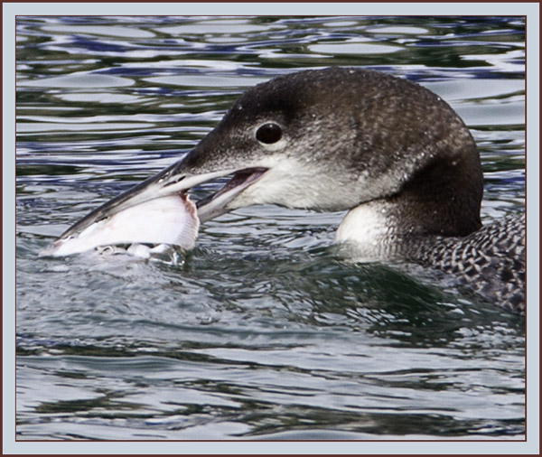 Common Loon with Flounder