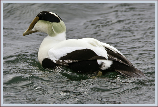 Common Eider