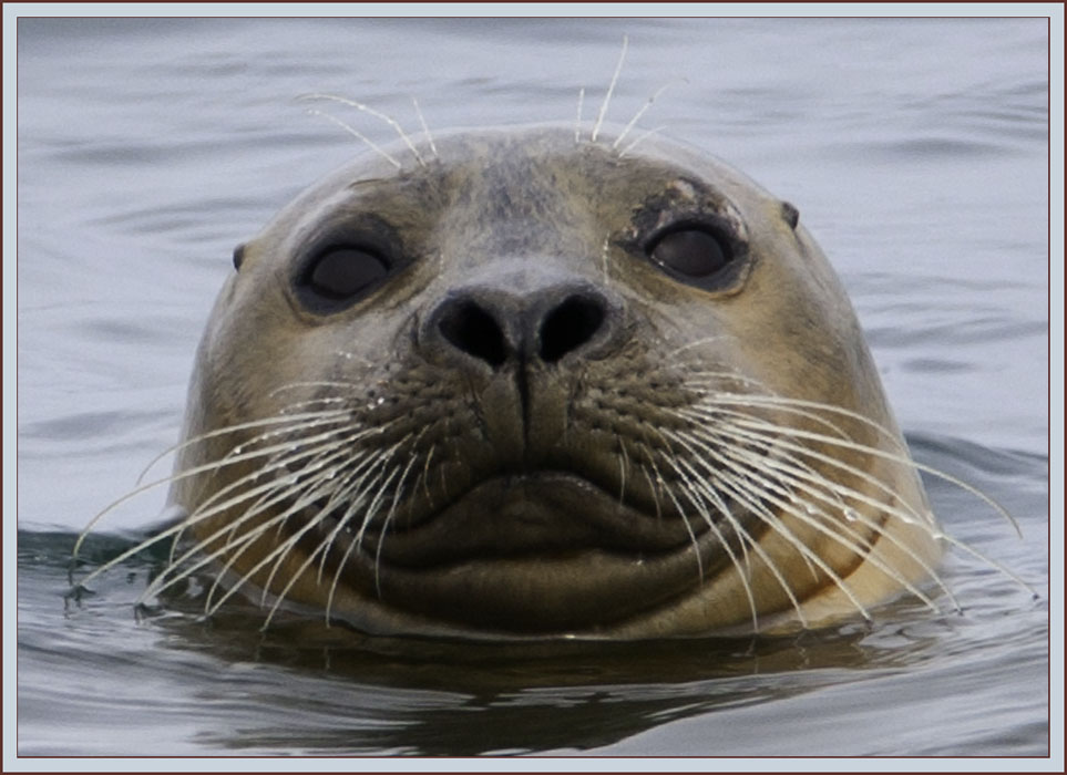 Harbor Seal