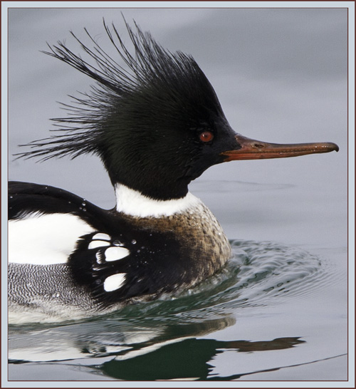 Red-breasted Merganser - Portland, Maine