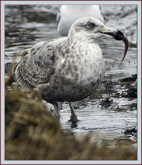 Herring Gull with Catch
